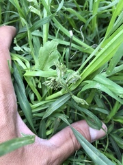 Eleusine multiflora