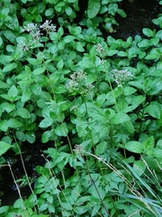 Valeriana officinalis sambucifolia