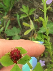 Trifolium incarnatum