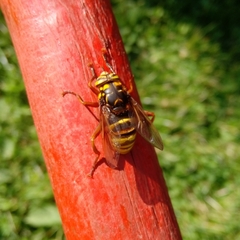 Spilomyia maxima