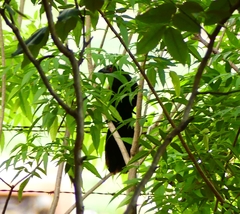 Centropus sinensis parroti