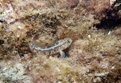 Gobius ophiocephalus
