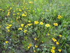 Tetraneuris linearifolia