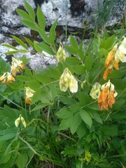 Lathyrus laevigatus