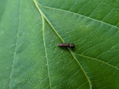 Agrilus derasofasciatus
