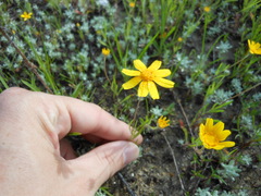 Tetraneuris linearifolia