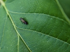 Agrilus derasofasciatus