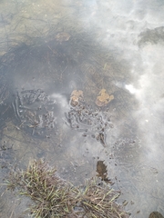 Bufo bufo