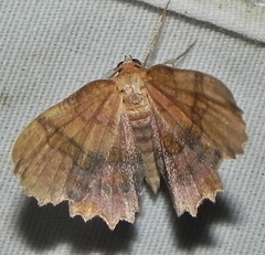 Cepphis armataria