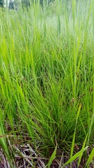 Carex diandra