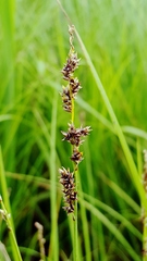 Carex diandra