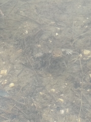 Bufo bufo