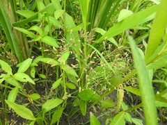 Fimbristylis bisumbellata