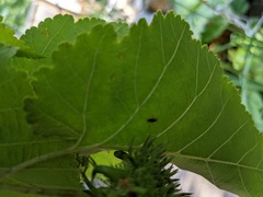 Parapsallus vitellinus