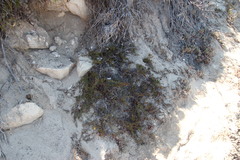 Limonium scabrum scabrum