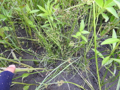 Fimbristylis bisumbellata