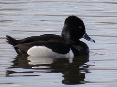 Aythya collaris