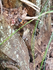 Panagaeus bipustulatus