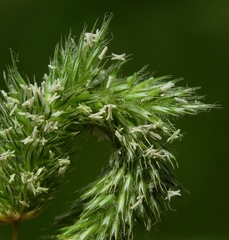 Phleum hirsutum
