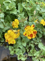 Erythranthe × robertsii