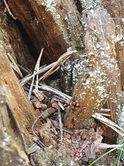 Panagaeus bipustulatus