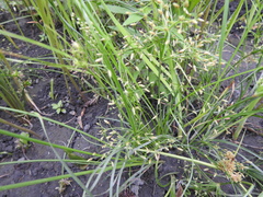 Fimbristylis bisumbellata