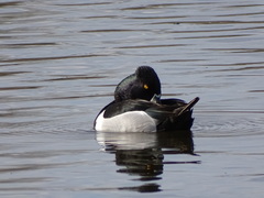 Aythya collaris