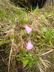 Soldanella pusilla