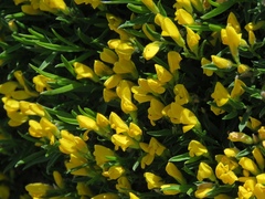 Genista sericea