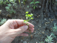 Euphorbia spathulata
