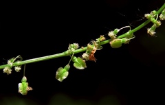 Rumex arifolius