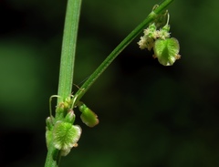 Rumex arifolius