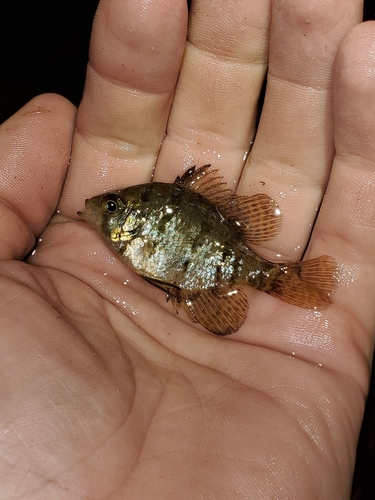 Enneacanthus chaetodon