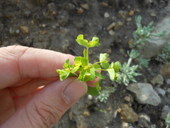 Euphorbia spathulata