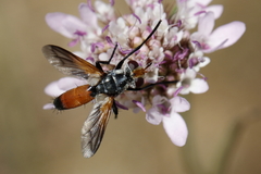 Cylindromyia rufifrons
