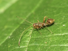 Paraxenetus guttulatus