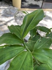 Costus spicatus