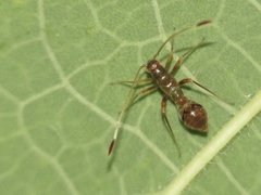 Paraxenetus guttulatus