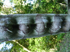 Schnella microstachya