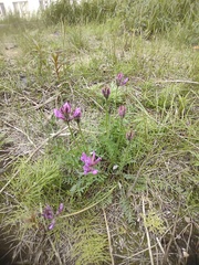 Oxytropis arctica taimyrensis