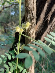 Mimosa malacophylla
