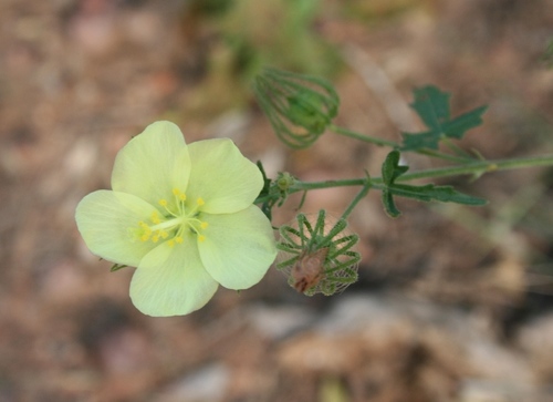 Image of Pavonia transvaalensis by (c) M Kriek, some rights reserved (CC BY-SA)