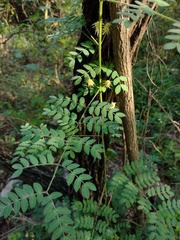 Mimosa malacophylla