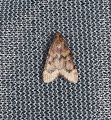 Aglossa disciferalis