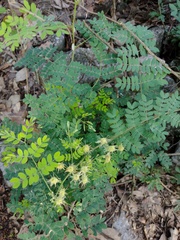 Mimosa malacophylla