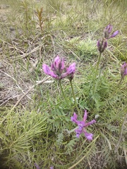 Oxytropis arctica taimyrensis
