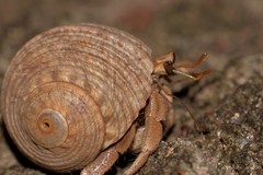 Coenobita variabilis