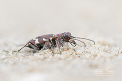 Cicindela maritima