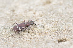 Cicindela maritima