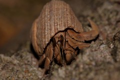 Coenobita variabilis